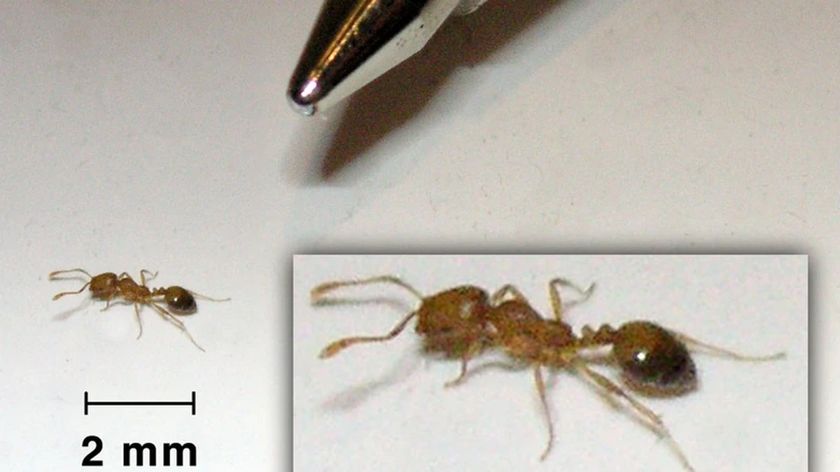 Pharaoameise (Monomorium pharaonis) in Nahaufnahme – nur 1,5 bis 2 mm groß, gelblich-transparenter Körper mit dunklerem Hinterleib