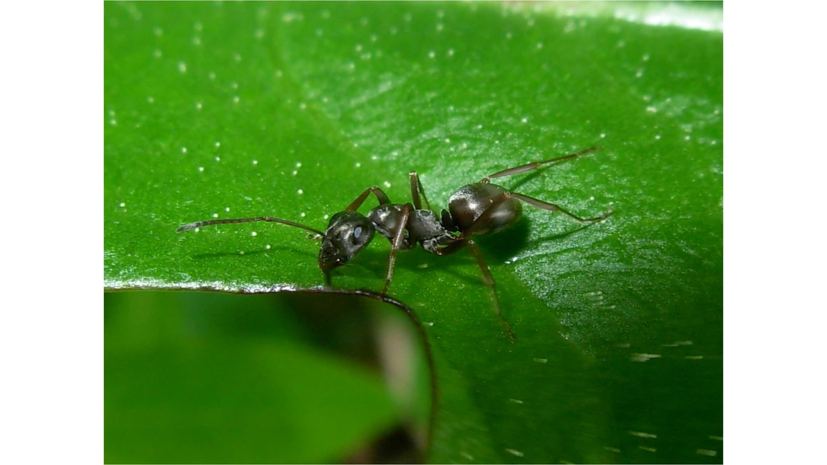 Schwarze Wegameise – Foto zur Bestimmung