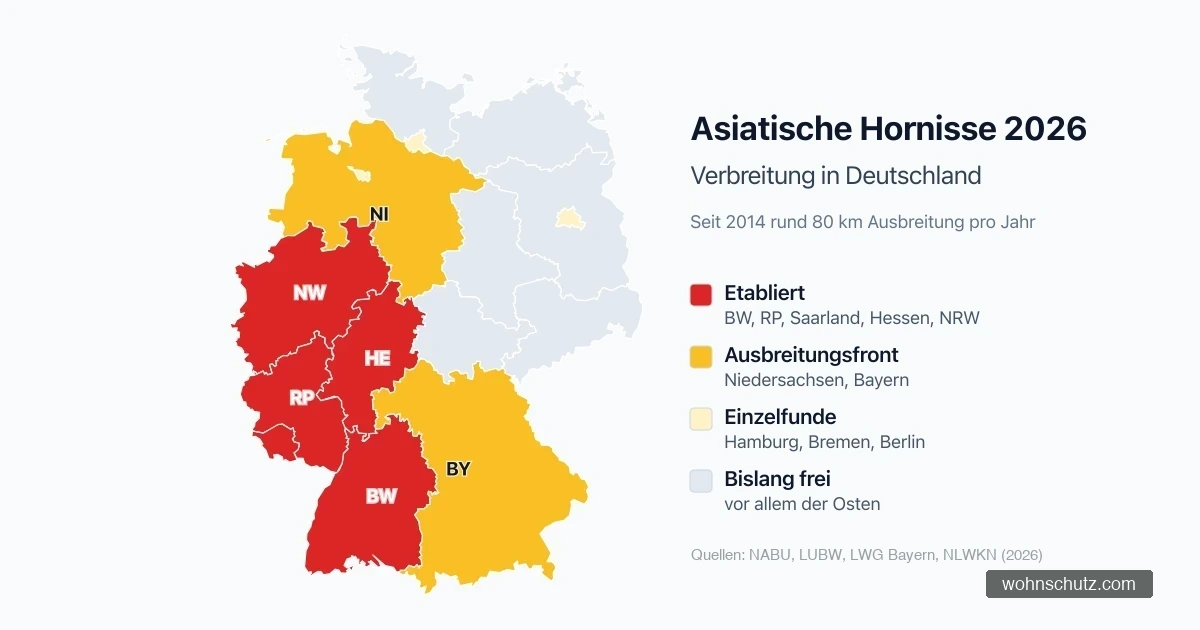 Karte der Verbreitung der Asiatischen Hornisse 2026: etabliert in Baden-Württemberg, Rheinland-Pfalz, Saarland, Hessen und NRW, Ausbreitungsfront in Niedersachsen und Bayern