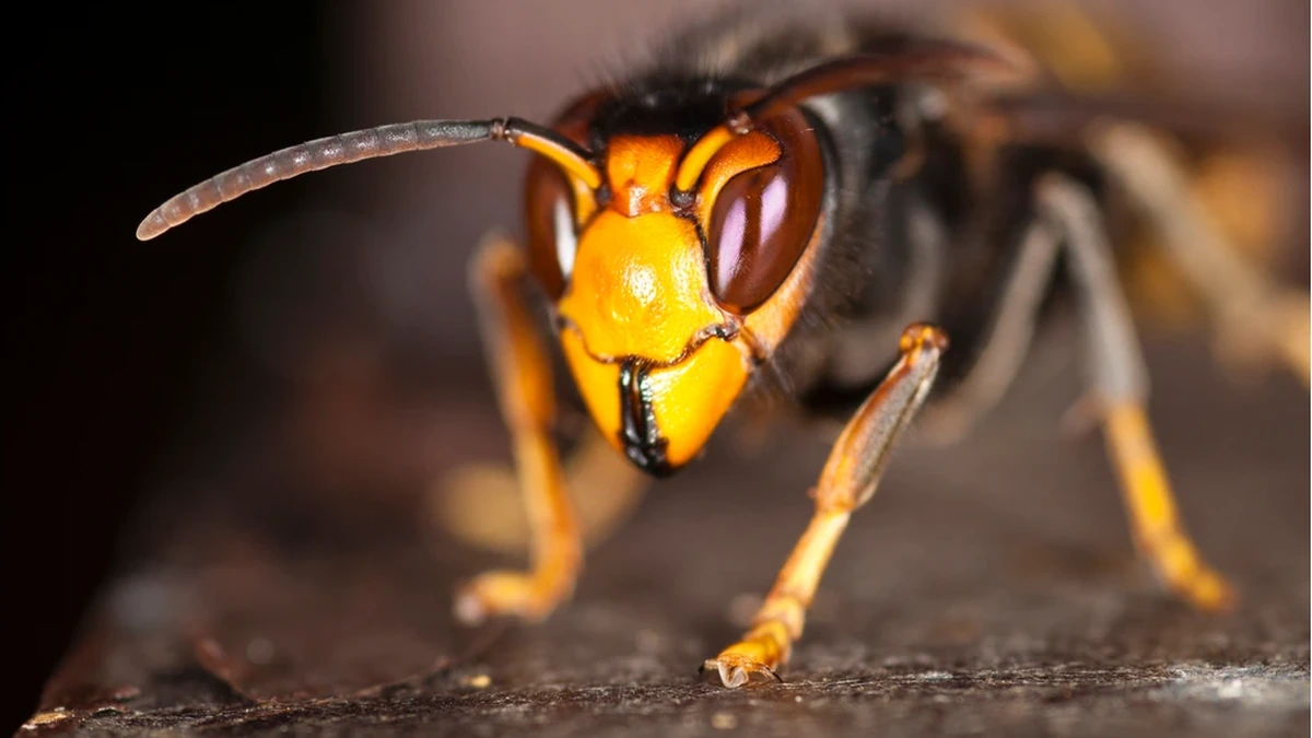 Lebende Asiatische Hornisse (Vespa velutina) in Nahaufnahme – orangegelbes Gesicht, dunkler Brustabschnitt und gelbe Beinspitzen