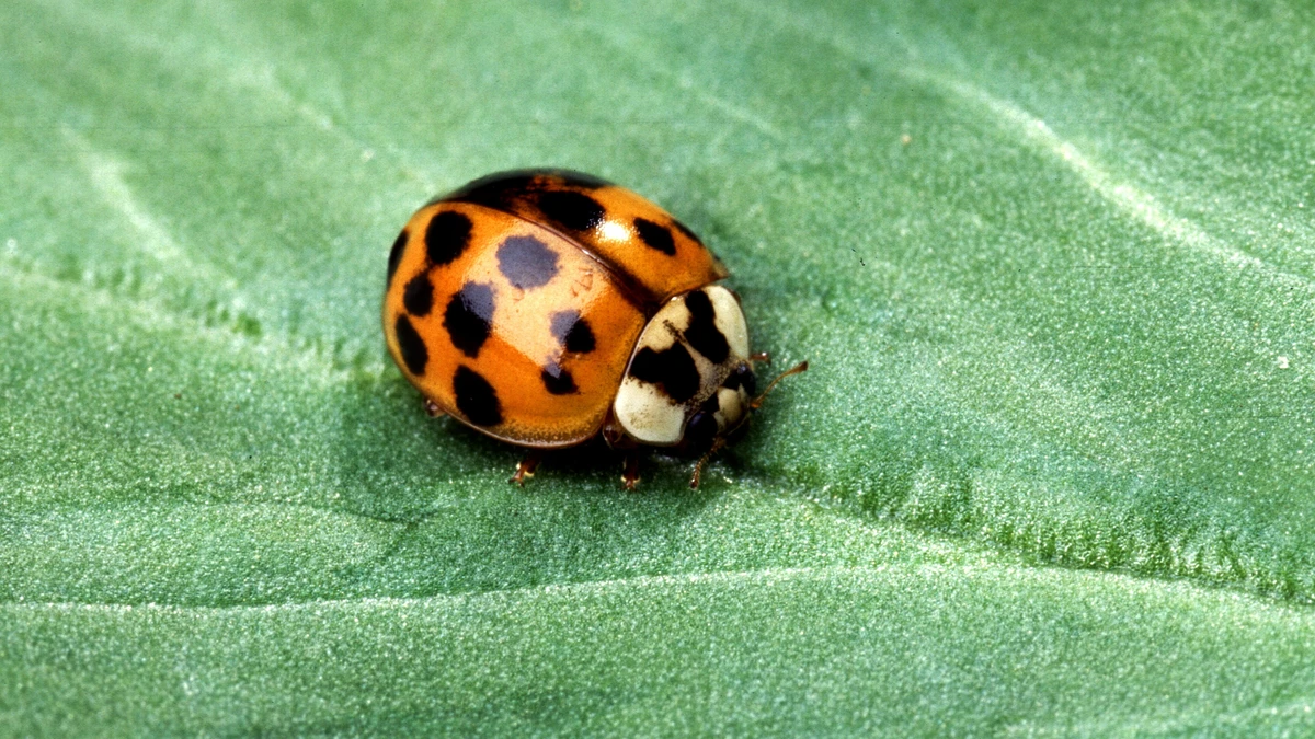 Asiatischer Marienkäfer (Harmonia axyridis) mit orangeroten Flügeldecken und weißem, schwarz gezeichnetem Halsschild auf einem Blatt