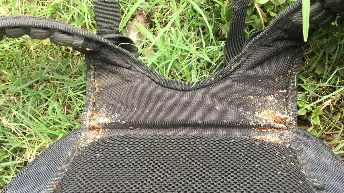 Bettwanzen-Spuren an der Naht eines Rucksacks – helle Häutungsreste (Exuvien), dunkle Kotpunkte und mehrere rotbraune Tiere entlang der Nahtkante