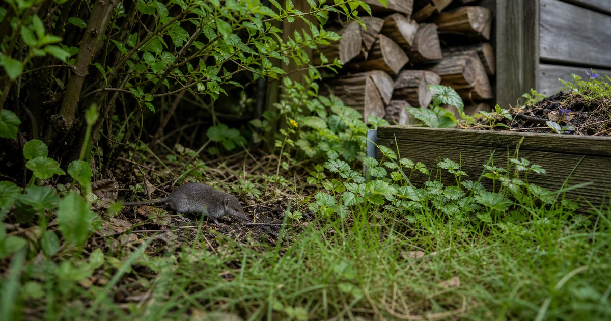 Feldspitzmaus-Umfeld in einem naturnahen Garten mit Holzstapel und Hecke