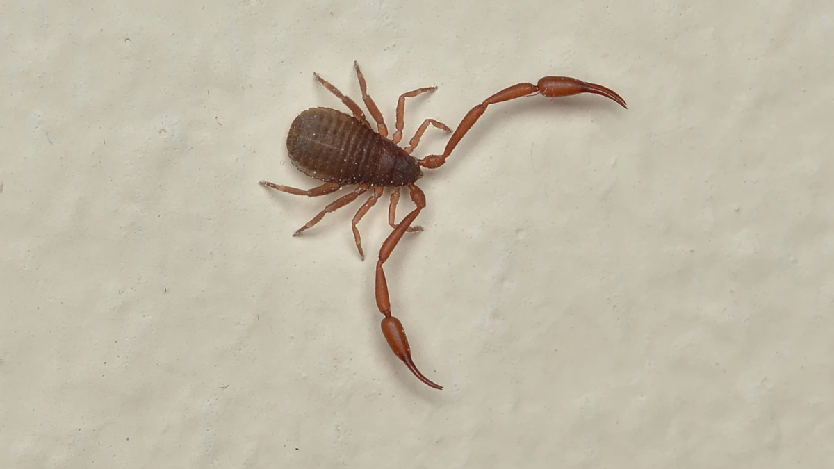 Bücherskorpion (Chelifer cancroides) an einer hellen Wand – zwei lange Scherenarme, flacher tropfenförmiger Körper, kein Schwanz