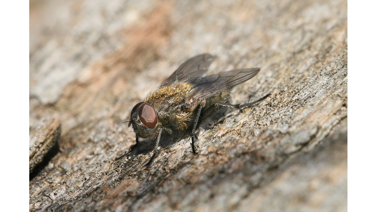 Clusterfliege – Foto zur Bestimmung