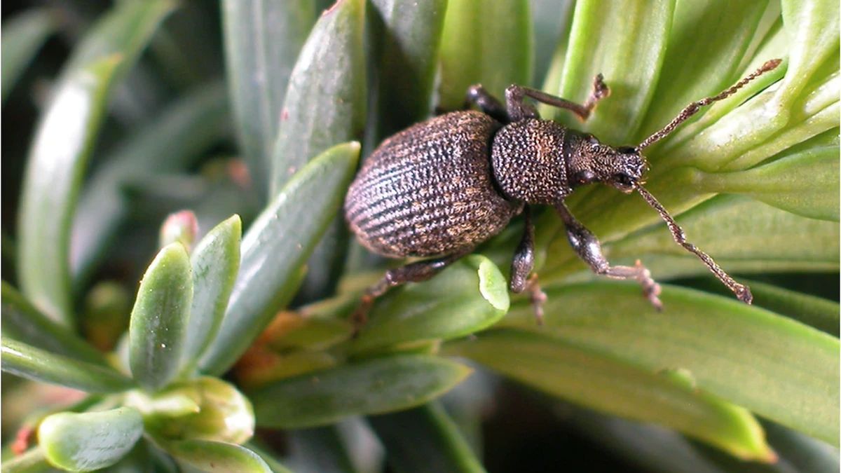 Gefurchter Dickmaulrüssler (Otiorhynchus sulcatus) auf einem Eibenzweig – mattschwarzer Käfer mit grob punktierten Flügeldecken und kurzem breitem Rüssel