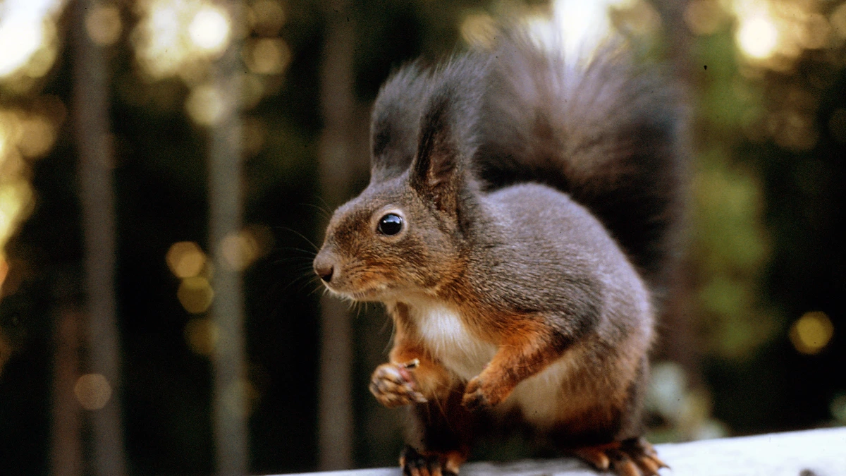 Eichhörnchen – Foto zur Bestimmung