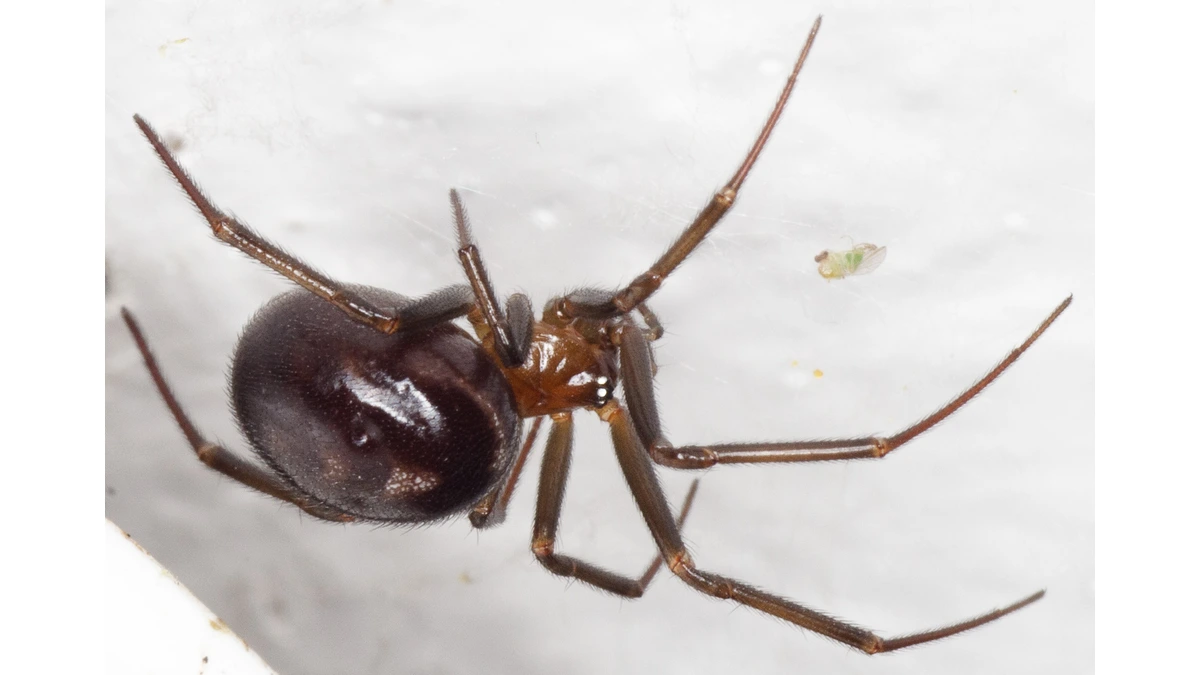 Große Fettspinne (Steatoda grossa), Weibchen mit fast schwarzem, kugeligem Hinterleib an einer weißen Wand