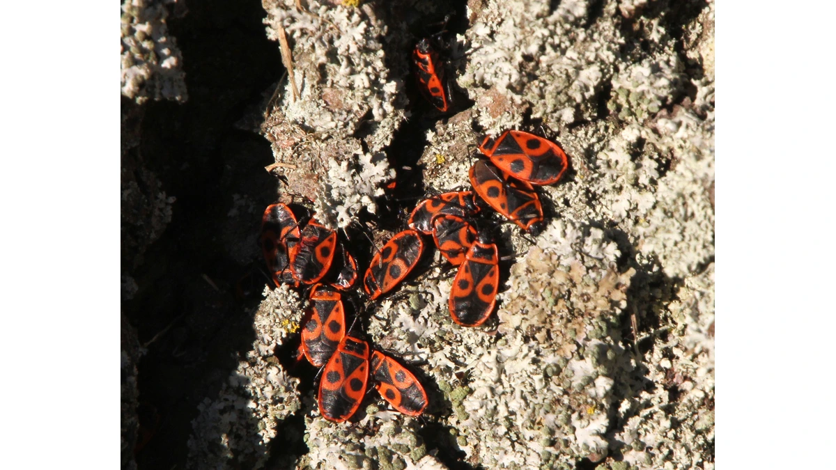 Ansammlung von Feuerwanzen (Pyrrhocoris apterus) auf Baumrinde – rot-schwarzes Muster mit zwei runden schwarzen Punkten auf dem Rücken