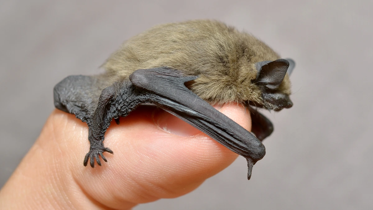Fledermaus (Zwergfledermaus) – Foto zur Bestimmung