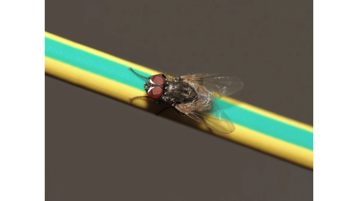 Stubenfliege (Musca domestica) von oben – matt graues Bruststück, dunkler Hinterleib und große rotbraune Facettenaugen
