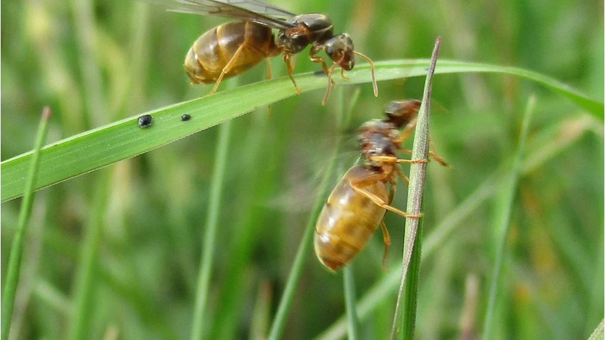 Geflügelte Ameise von der Seite mit eingeschnürter Taille und geknieten Fühlern