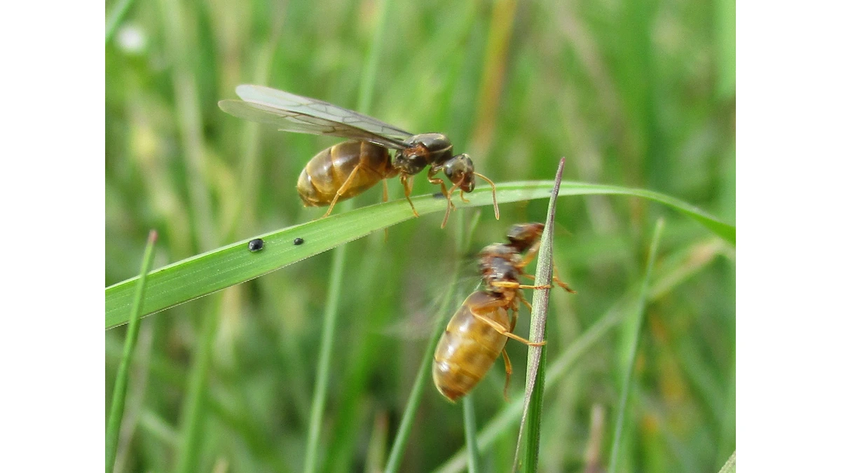 Fliegende Ameise (Geschlechtstier) – Foto zur Bestimmung