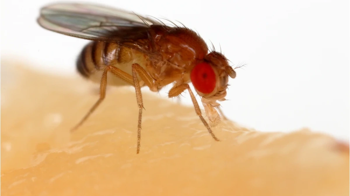 Fruchtfliege (Drosophila melanogaster) in Nahaufnahme auf einer Obstscheibe – hellbrauner Körper, gebänderter Hinterleib und leuchtend rote Augen