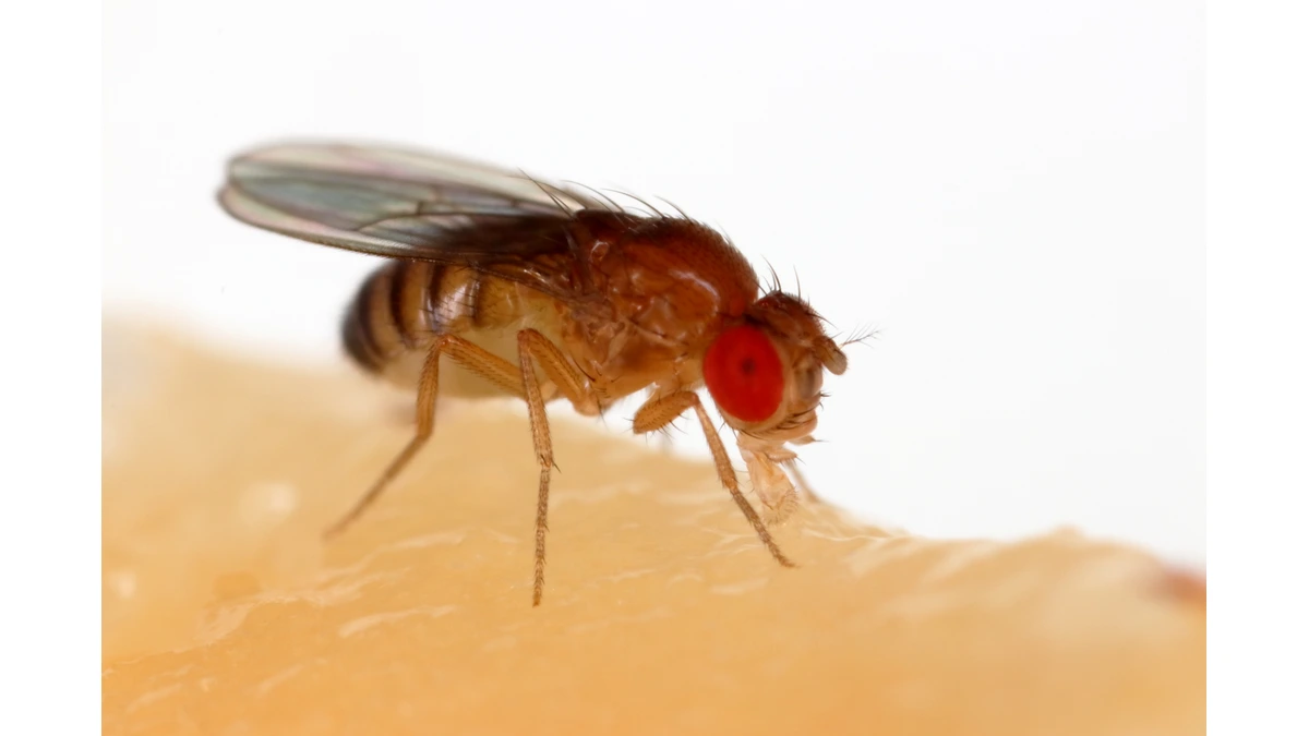 Fruchtfliege – Foto zur Bestimmung