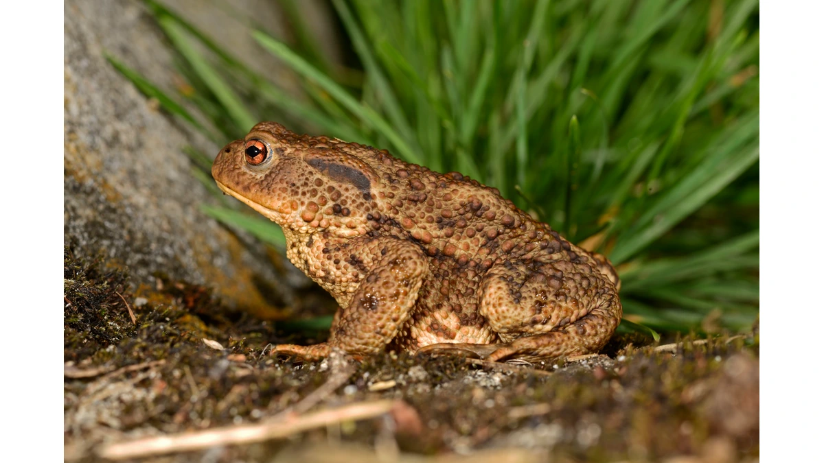 Erdkröte (Bufo bufo) auf Moos im Garten – warzige braune Haut und waagerechte Pupille mit kupferfarbener Iris; besonders geschützt nach BNatSchG