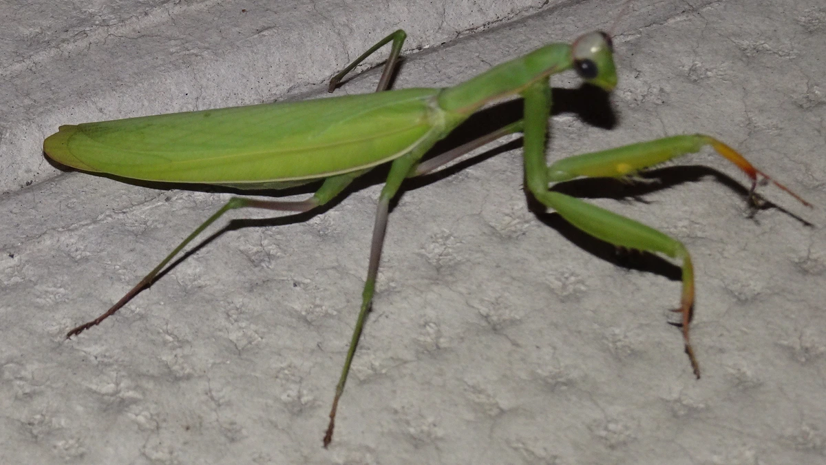 Gottesanbeterin (Mantis religiosa) an einer verputzten Hauswand – grasgrün, langer Halsschild, angewinkelte bedornte Fangbeine und dreieckiger Kopf mit großem Auge