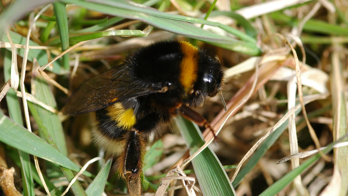 Hummel – Foto zur Bestimmung