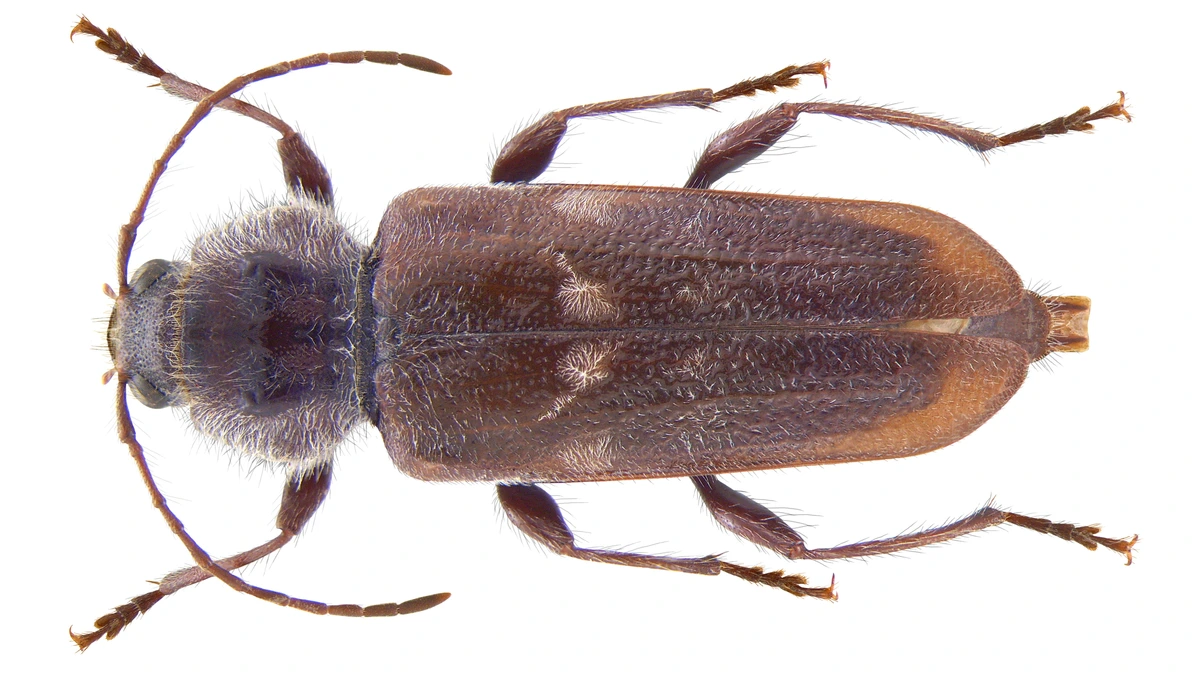 Hausbock (Hylotrupes bajulus) – schwarzbrauner Längsbockkäfer mit zwei hellen Filzflecken auf den Flügeldecken