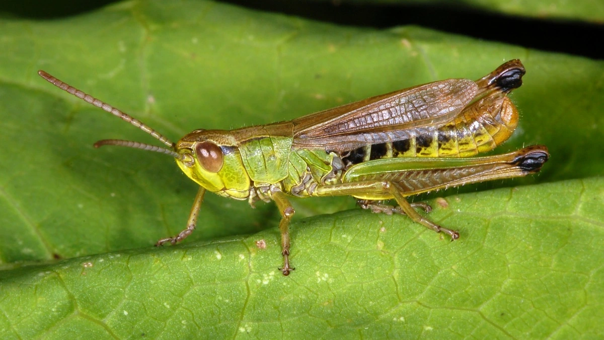 Gemeiner Grashüpfer auf einem Blatt – grüner Kopf und Halsschild, bräunliche Flügel, kurze Fühler, gelblicher Hinterleib