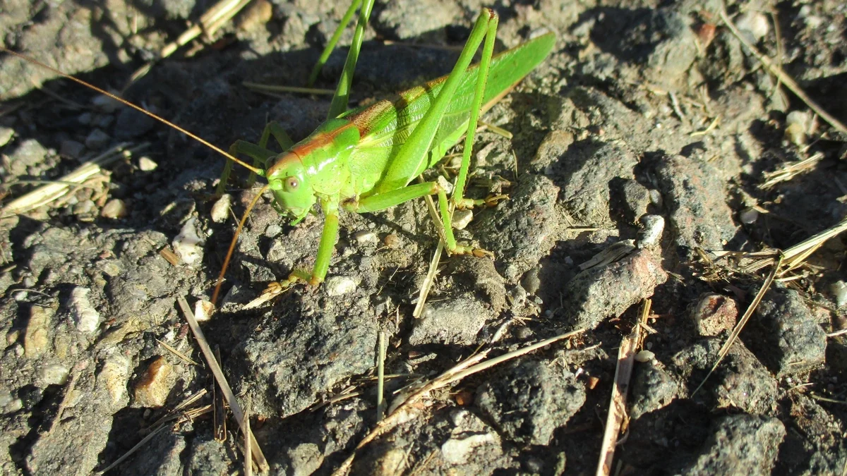 Grünes Heupferd auf trockenem Erdboden – grasgrüner Körper mit bräunlichem Rückenstreifen, sehr lange Fühler, kräftige Sprungbeine