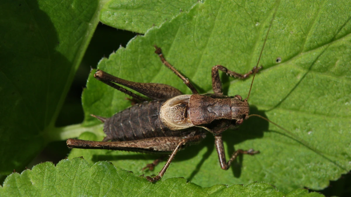 Gewöhnliche Strauchschrecke auf einem grünen Blatt – dunkelbrauner Körper, heller Fleck auf dem Rücken, kurze Flügelstummel, lange Beine