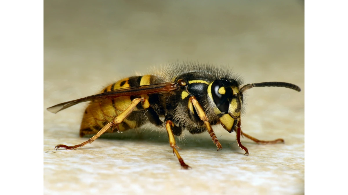 Wespe – Foto zur Bestimmung