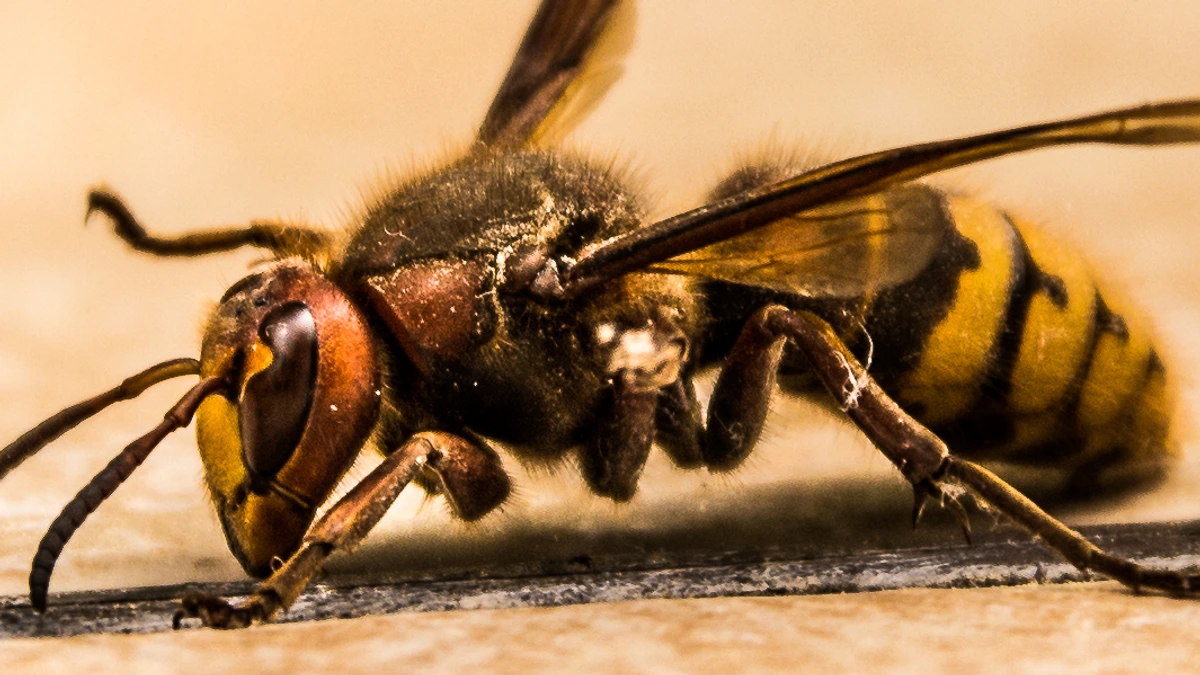 Europäische Hornisse (Vespa crabro) in Seitenansicht – rotbrauner Kopf und Brustabschnitt, gelb-schwarz gezeichneter Hinterleib