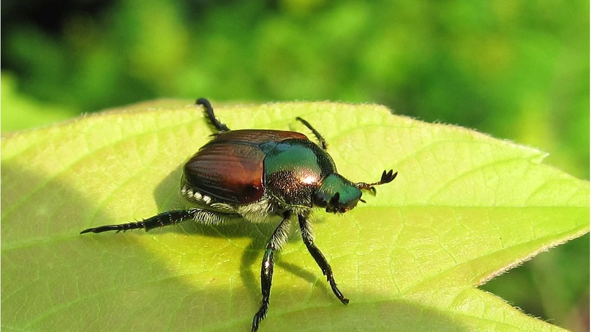 Japankäfer (Popillia japonica) auf einem Blatt – metallisch grünes Halsschild, kupferbraune Flügeldecken und weiße Haarbüschel entlang der Körperseite