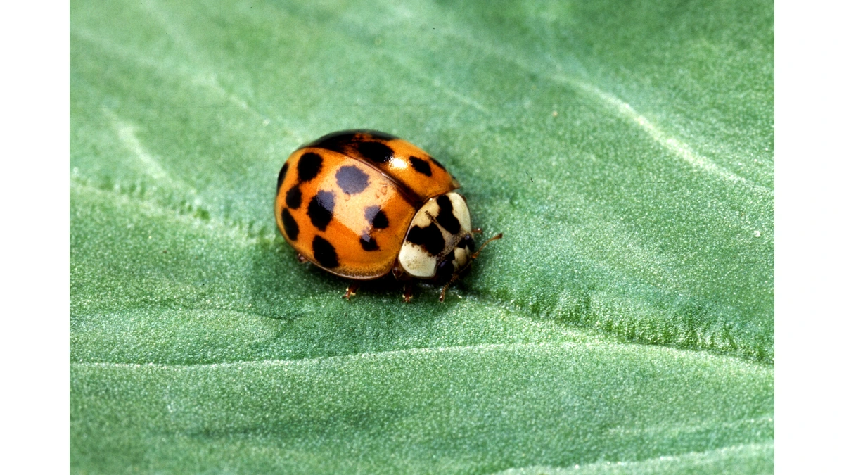 Asiatischer Marienkäfer – Foto zur Bestimmung