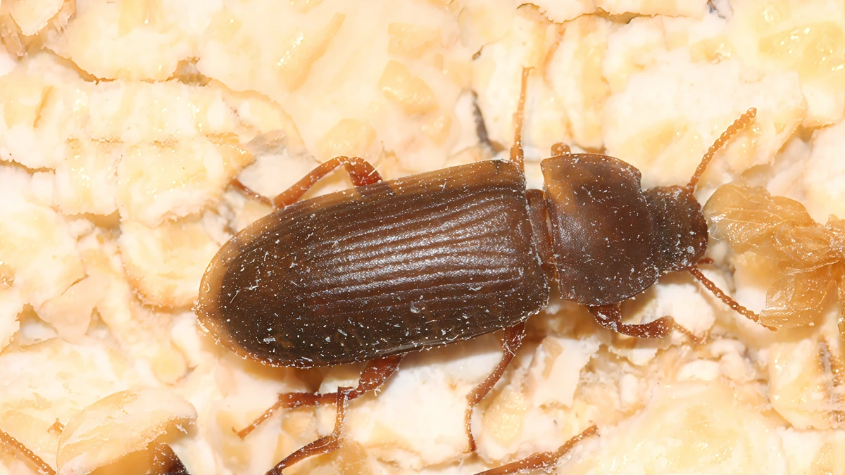 Mehlkäfer (Mehlwurm) – Foto zur Bestimmung