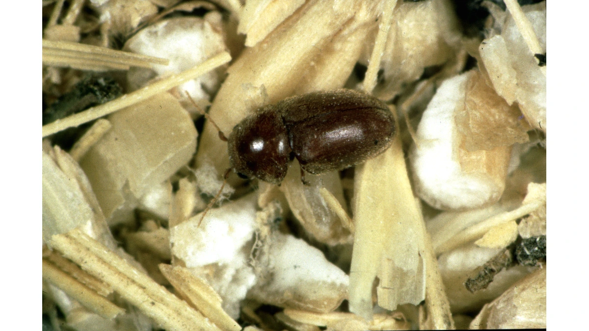 Tabakkäfer – Foto zur Bestimmung