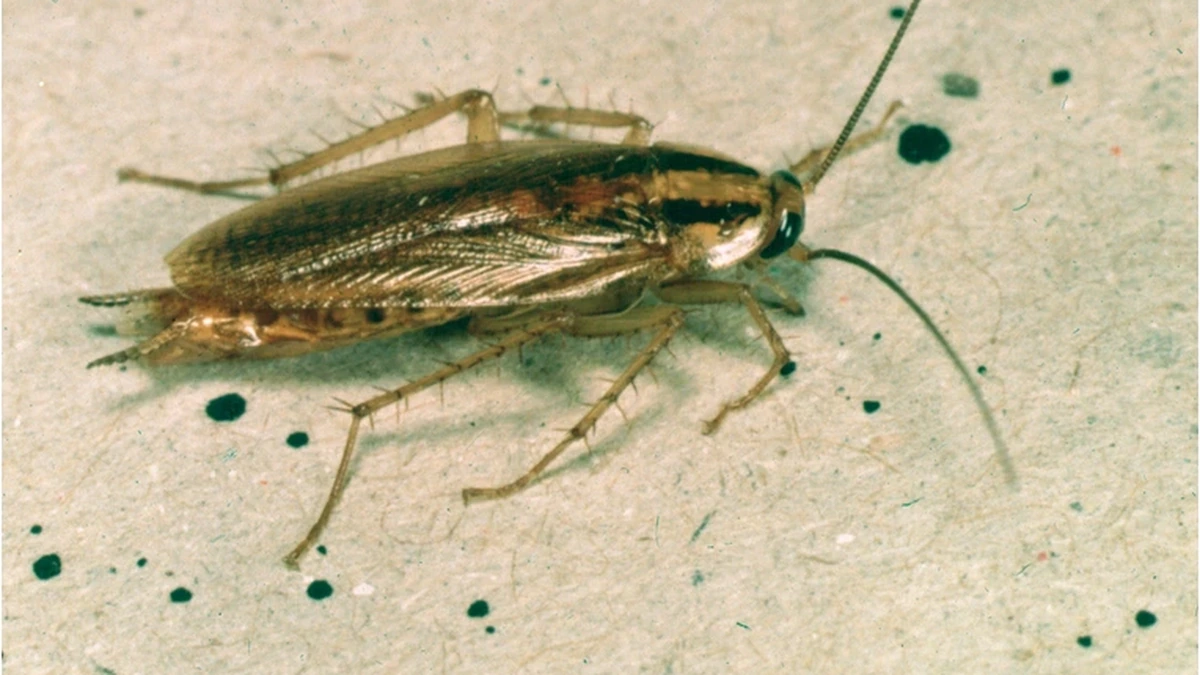 Deutsche Schabe (Blattella germanica) – hellbraunes Insekt mit zwei dunklen Längsstreifen auf dem Halsschild