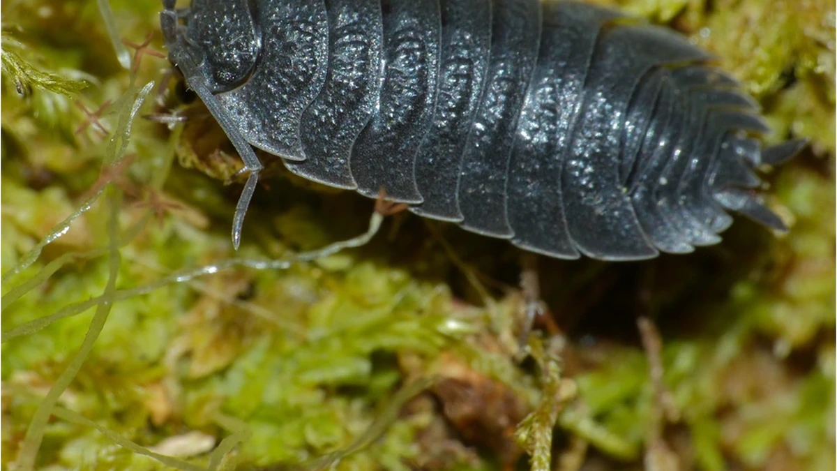 Raue Kellerassel (Porcellio scaber) auf Moos – graue Panzersegmente, oval und abgeflacht