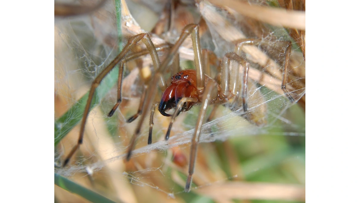 Ammen-Dornfinger (Cheiracanthium punctorium) in seinem röhrenförmigen Gespinst – gelblich-grüner Körper, auffällig rotbraune Kieferklauen mit schwarzen Spitzen
