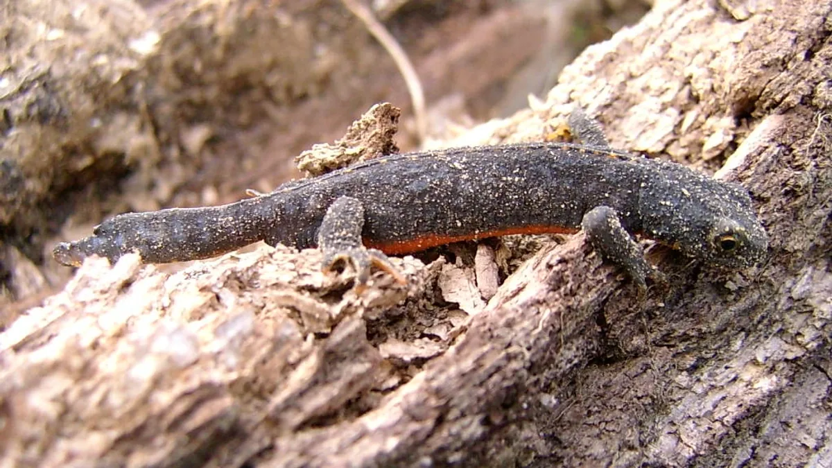 Bergmolch in Landtracht auf morschem Holz – schiefergrauer, fast schwarzer Rücken, an der Flanke leuchtet der orange Bauch hervor