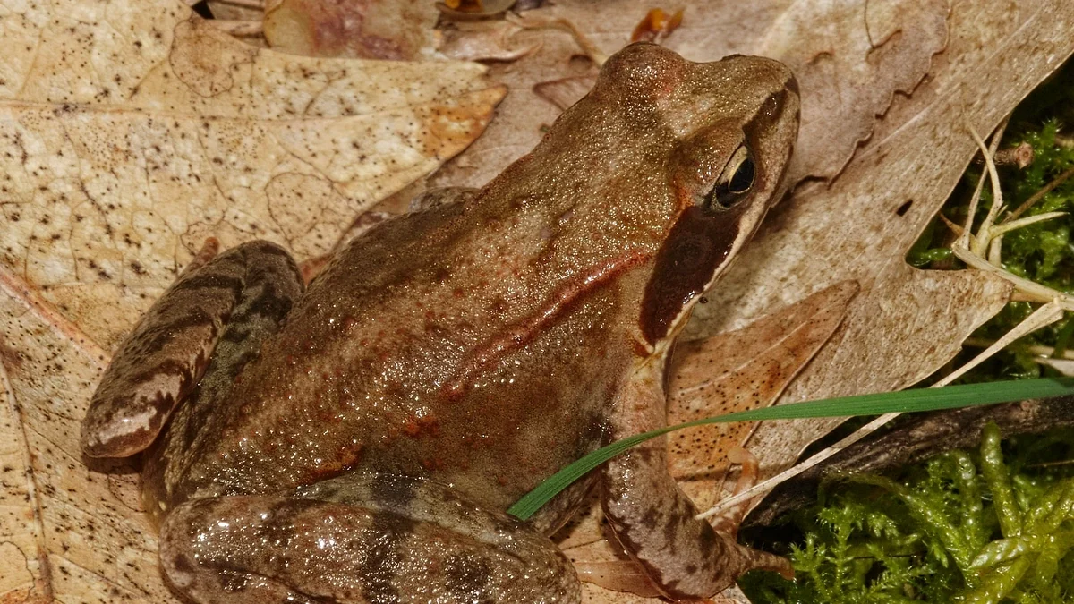 Grasfrosch zwischen braunem Laub und Moos – glatte rotbraune Haut, dunkler Schläfenfleck hinter dem Auge, helle Lippenlinie