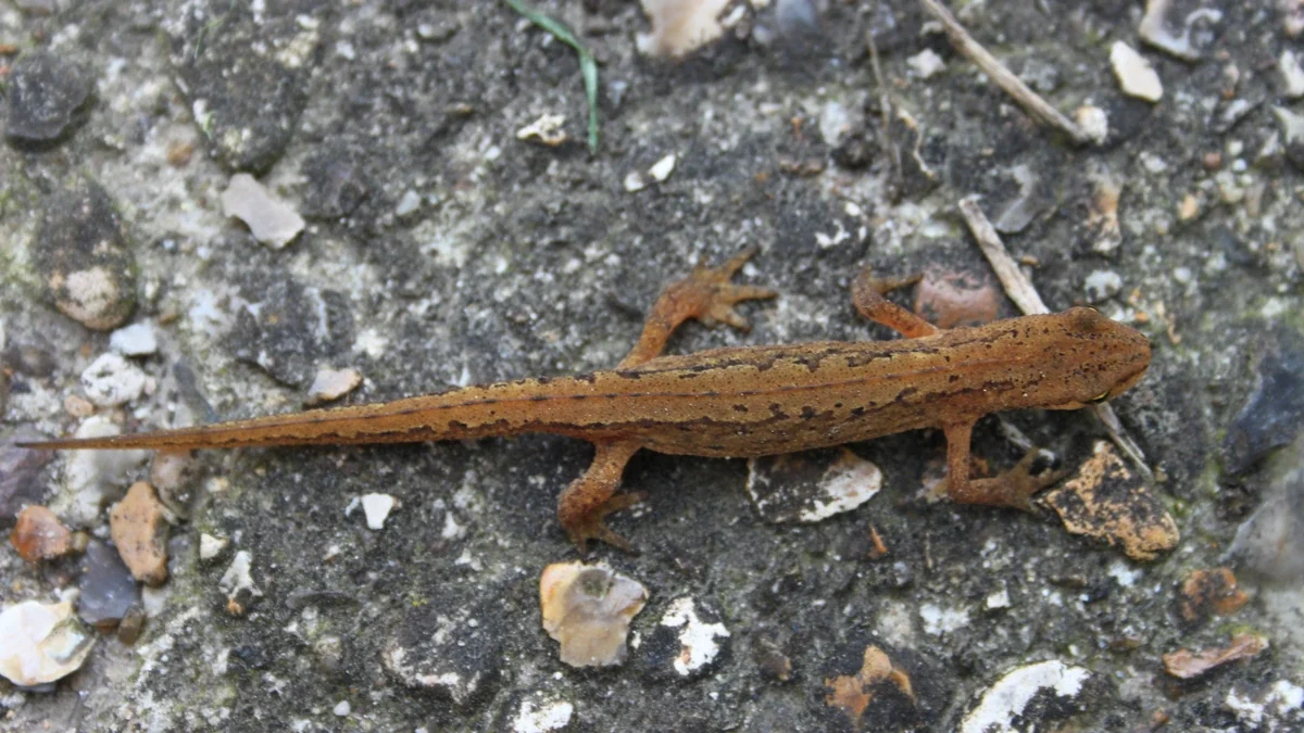 Teichmolch in Landtracht auf grauem Boden mit Steinchen – schlanker bräunlicher Körper mit feinen dunklen Punkten, langer Schwanz