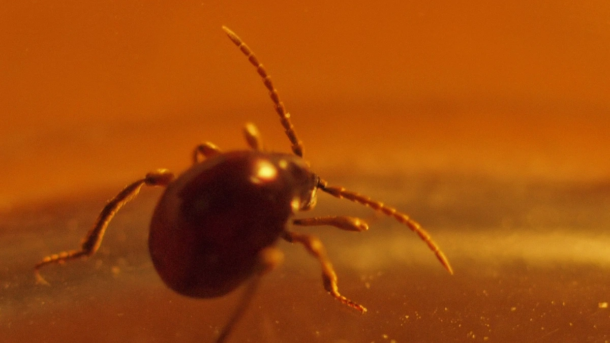 Kugelkäfer (Gibbium psylloides) – glänzend rotbrauner, fast kugelrunder Körper mit langen Beinen und Fühlern