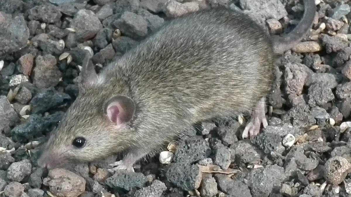 Hausmaus (Mus musculus) auf Kies – graubraunes Fell, große runde Ohren, schwarze Knopfaugen und kurze Schnauze
