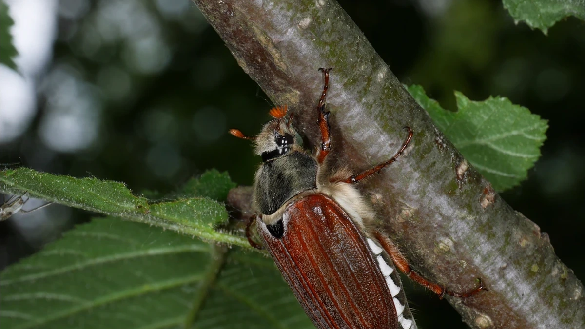 Maikäfer (Melolontha melolontha) an einem Laubbaumzweig – rotbraune Flügeldecken, gefächerte Fühler und weiße Zickzack-Flecken am Hinterleibsrand