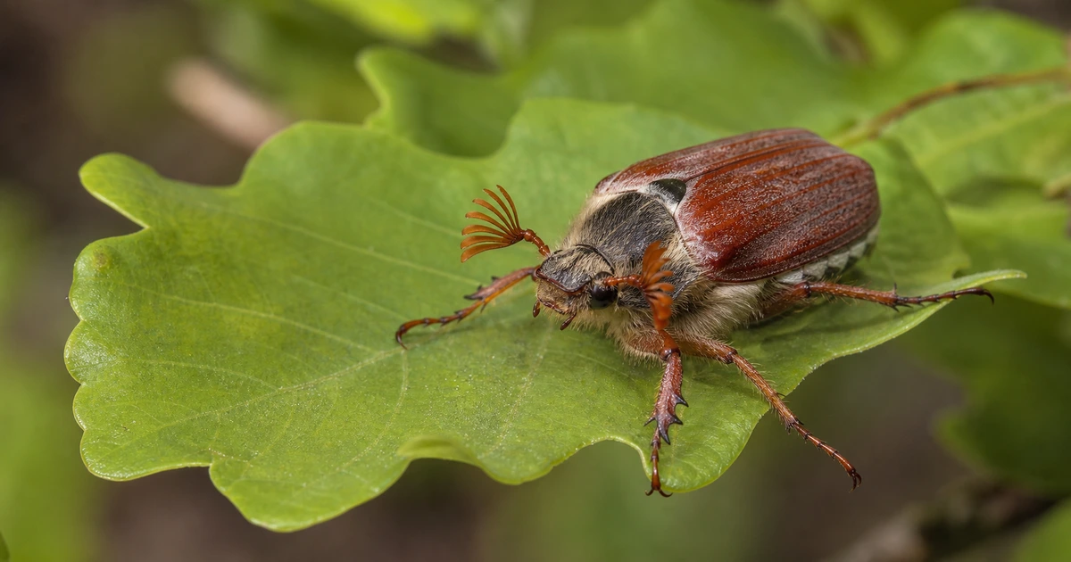 Maikäfer (Melolontha melolontha) auf einem Eichenblatt – typisches Bild im Mai