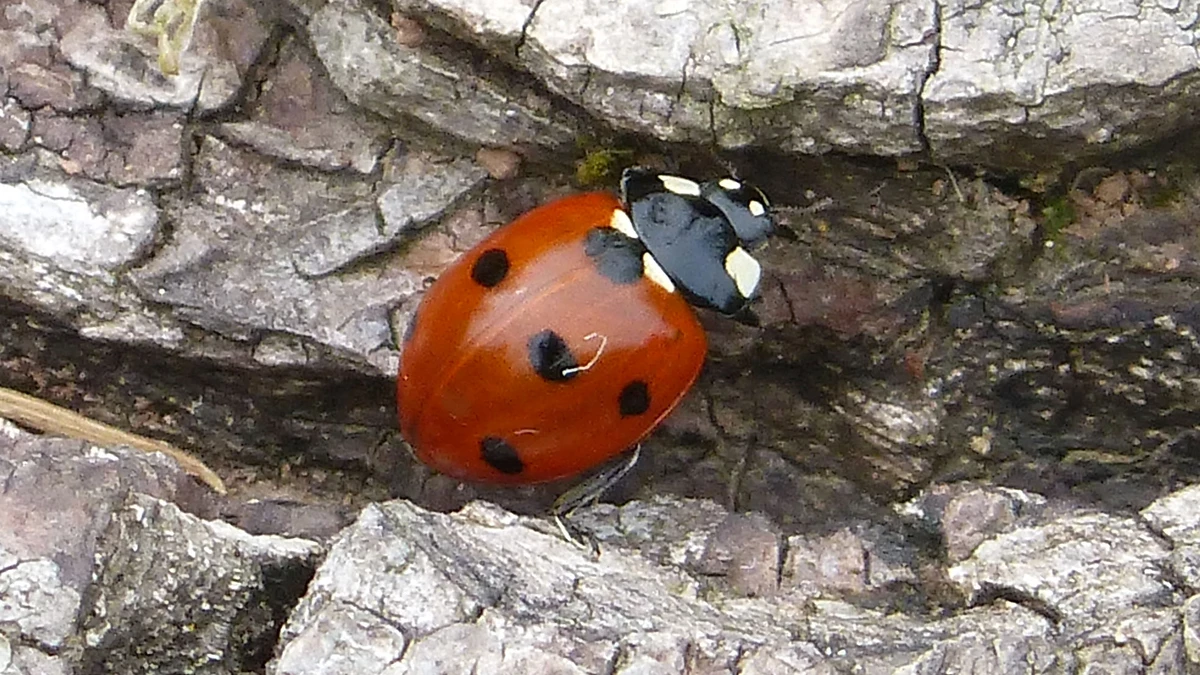 Siebenpunkt-Marienkäfer (Coccinella septempunctata) mit roten Flügeldecken, sieben schwarzen Punkten und schwarzem Halsschild