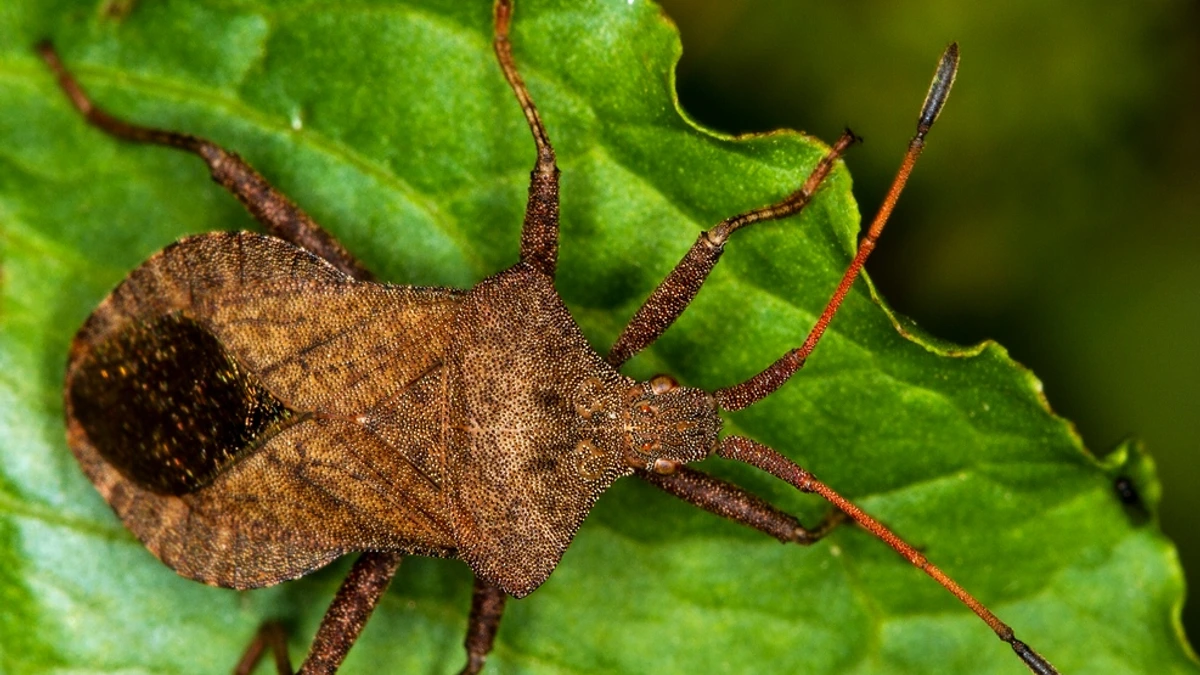 Lederwanze von oben auf einem grünen Blatt – einfarbig lederbraun, seitlich verbreiterter Hinterleib, rötliche Fühler