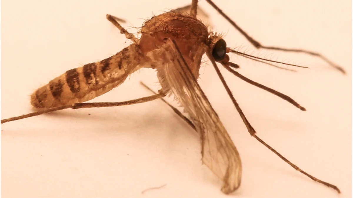 Gemeine Stechmücke (Culex pipiens), Hauptüberträgerin des West-Nil-Virus in Deutschland – einfarbig brauner Körper ohne weiße Beinringe