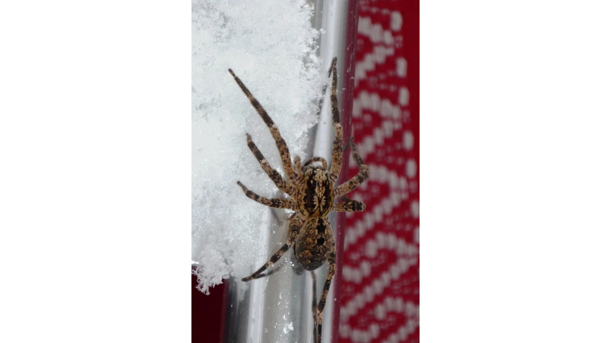 Nosferatu-Spinne – Foto zur Bestimmung