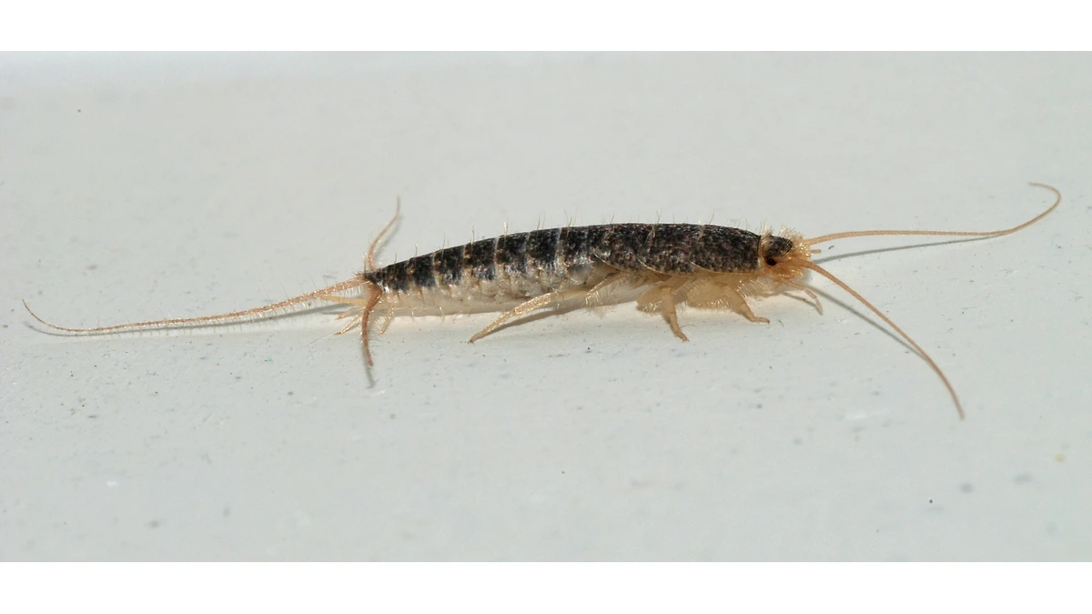 Papierfischchen – Foto zur Bestimmung