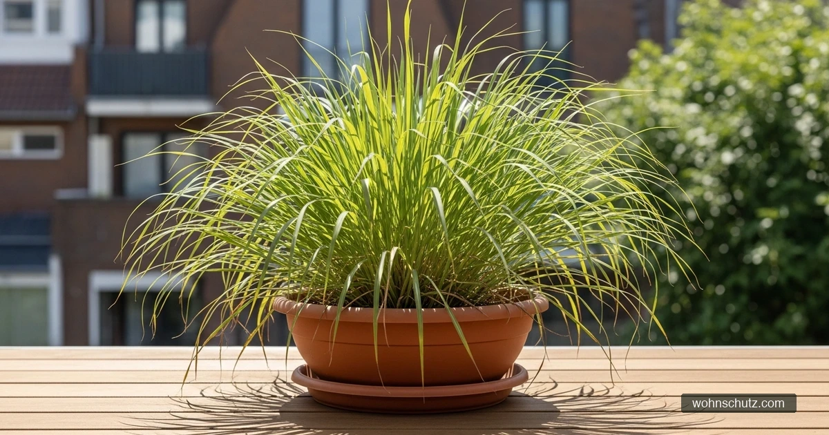 Zitronengras (Cymbopogon) in einem großen Terrakotta-Topf auf einem deutschen Balkon