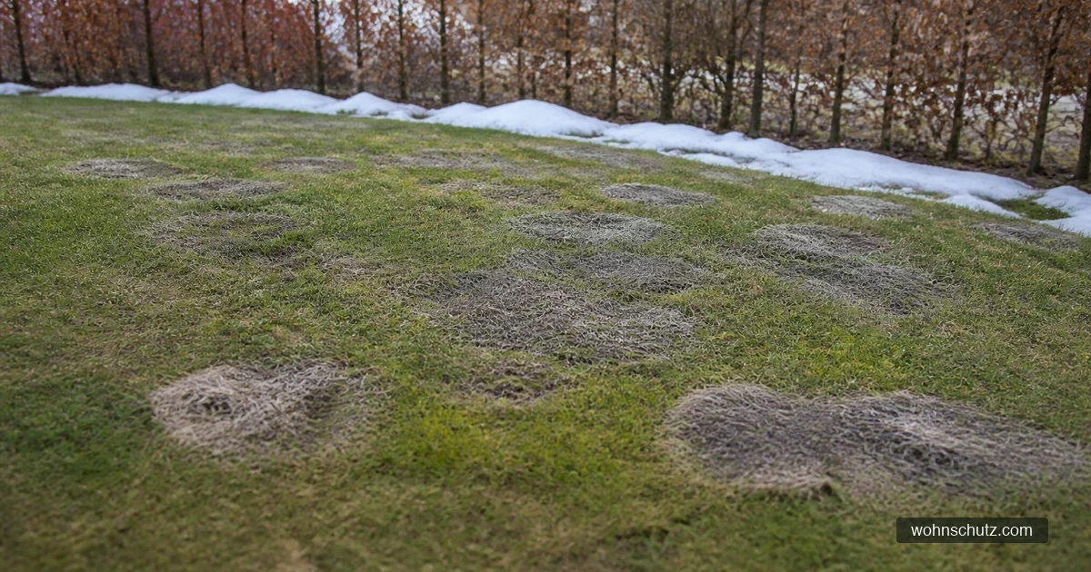 Rasenfläche im Spätwinter mit runden grau-braunen Flecken nach der Schneeschmelze