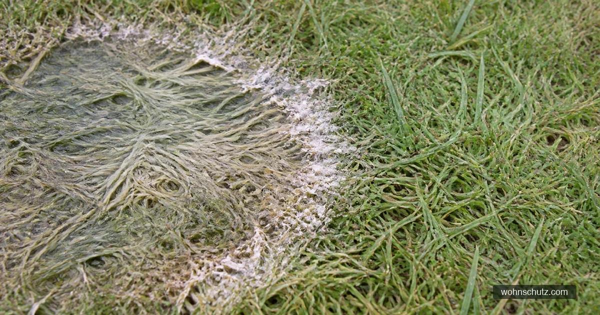 Rasenfläche im Spätwinter mit runden, grau-braunen Flecken, die teilweise ineinanderlaufen